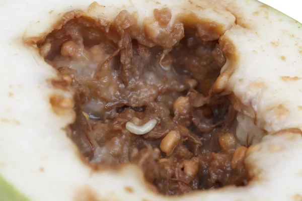 solucan makro çekim