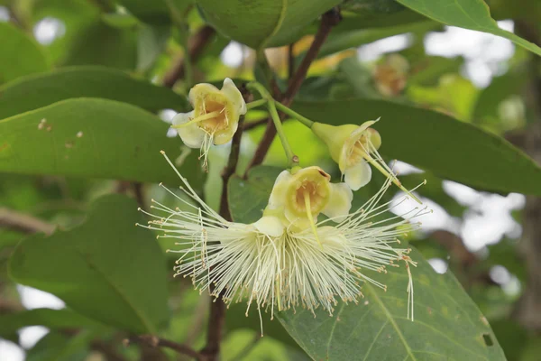 Rose apple blomma — Stockfoto