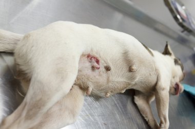hayvan Cerrahi operasyon