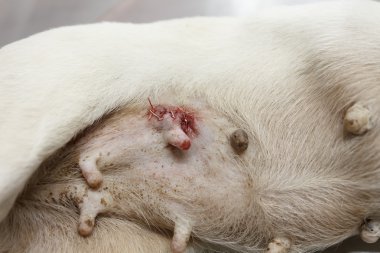 hayvan Cerrahi operasyon