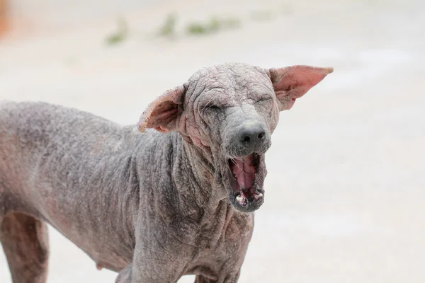 タイの犬の疥癬の流行 — ストック写真