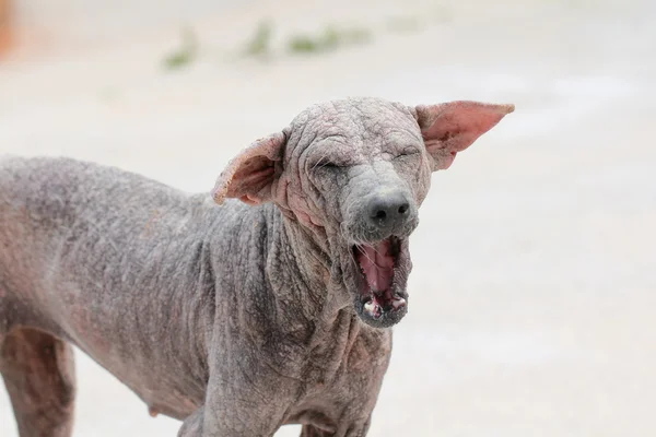 Thai dog sarcoptic mange — Stock Photo, Image