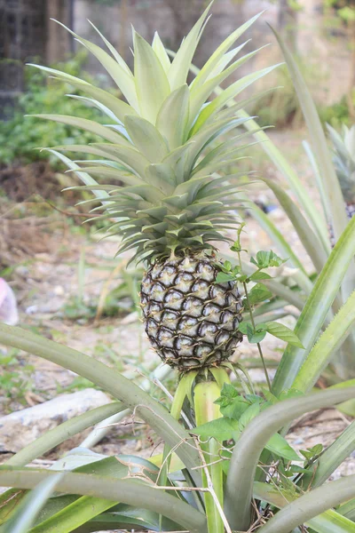 Ananas rostlina a ovocem — Stock fotografie