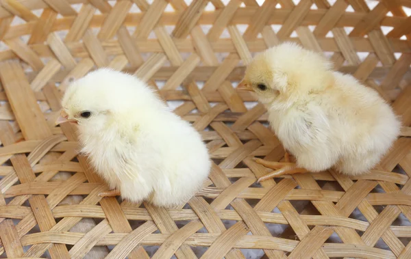 Bantam chick — Stock Photo, Image