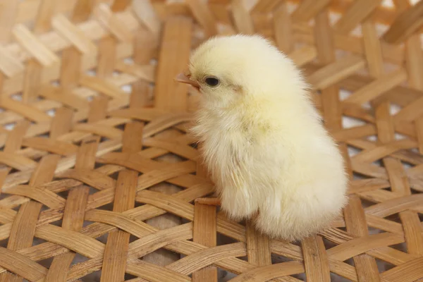 Bantam chick — Stock Photo, Image