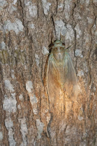 Новорожденная цикада — стоковое фото