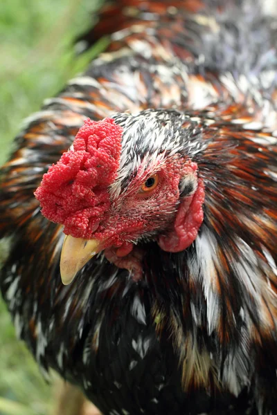 Chicken — Stock Photo, Image