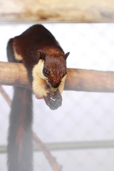 Schwarzes Riesenhörnchen — Stockfoto