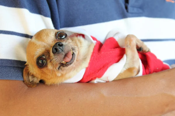 Mann hält Chihuahua in der Hand — Stockfoto