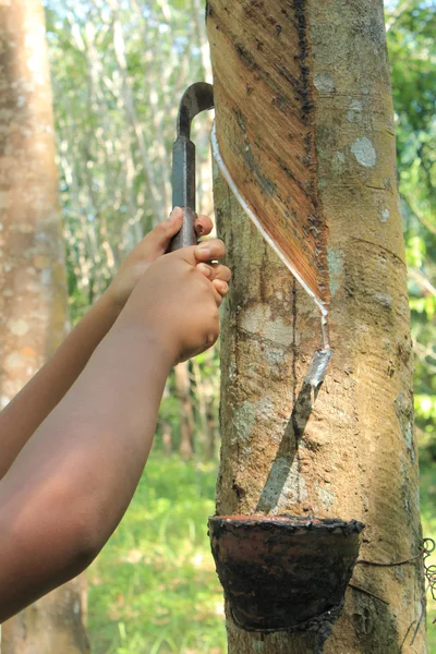 Tapping de borracha — Fotografia de Stock