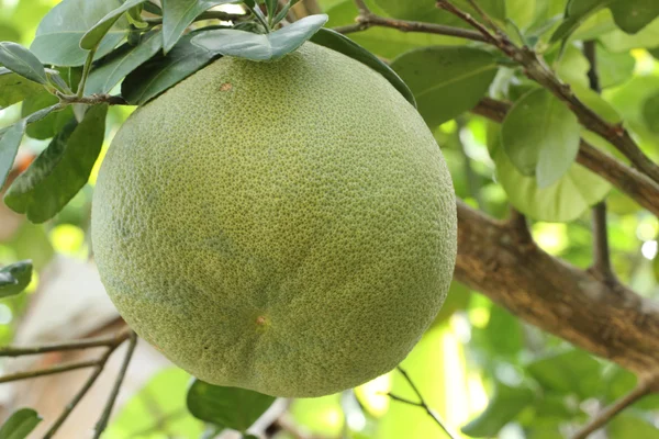 Pomelo — Stockfoto