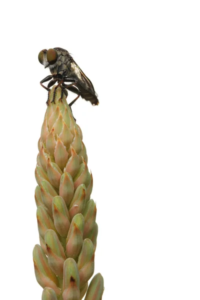 Flyga på aloe bud — Stockfoto