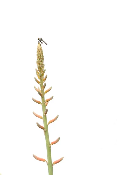 Fliege auf Aloe Knospe — Stockfoto