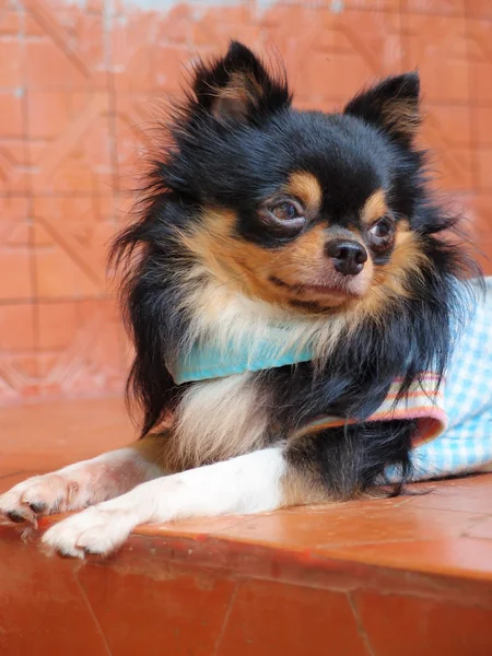 Chihuahua bonito — Fotografia de Stock