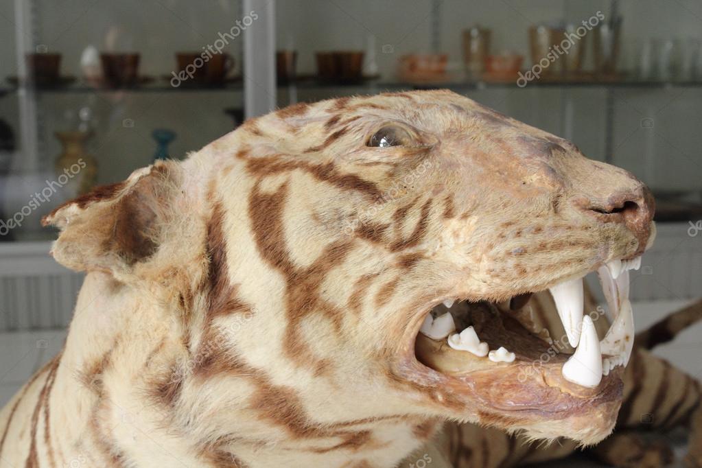 stuffed tiger head