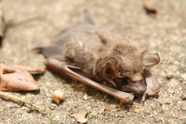 Pipistrello morto — Foto Stock