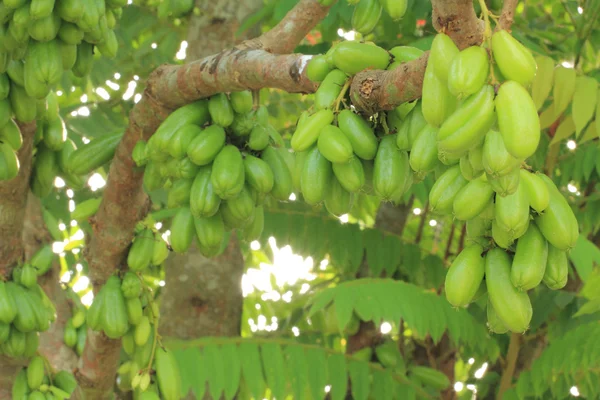 Frutti di Bilimbi — Foto Stock