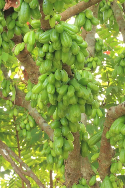 Frutas bilimbi —  Fotos de Stock