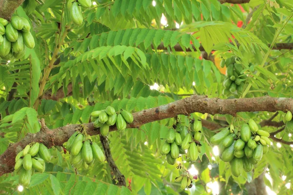 Bilimbi fruit — Stockfoto