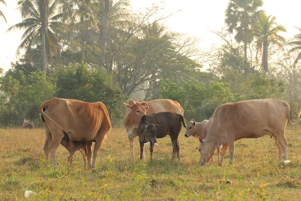 Vacas — Fotografia de Stock