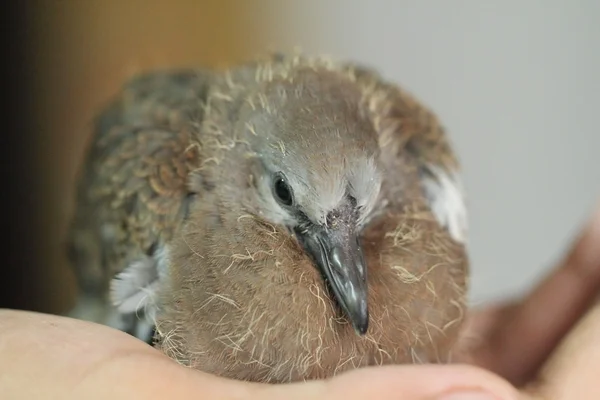 Gefleckte Taube — Stockfoto