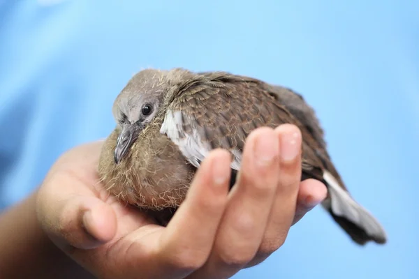 Gefleckte Taube — Stockfoto