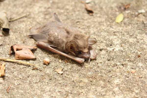 Morcego morto — Fotografia de Stock