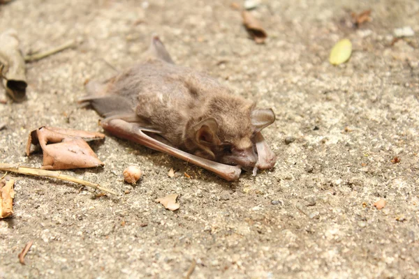 Murciélago muerto — Foto de Stock