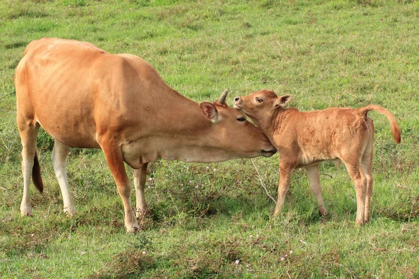 Jej łydki i krowa — Zdjęcie stockowe