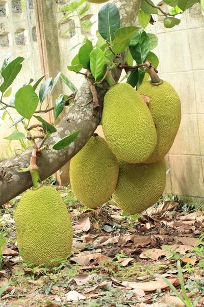 Nangka — Stockfoto