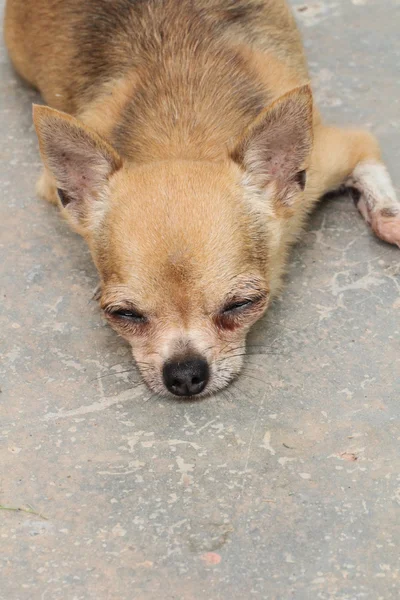 Chihuahua dormindo — Fotografia de Stock