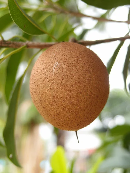 Sapodilla frukt — Stockfoto