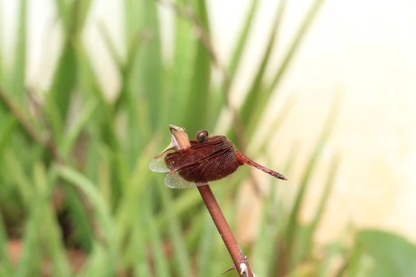 Libellula — Foto Stock