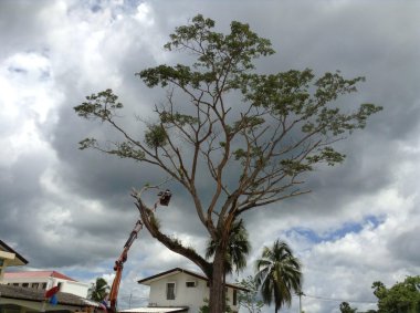 Tay işçi kesim büyük ağaç yan yol