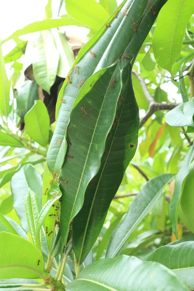 Hormigas rojas —  Fotos de Stock