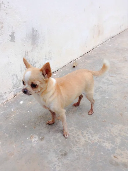 Chihuahua fêmea stand e olhando — Fotografia de Stock