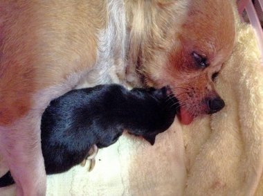 chihuahua ile onun yeni doğan yavru uyku