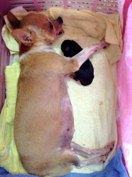 彼女の生まれたばかりの子犬と眠るチワワ — ストック写真