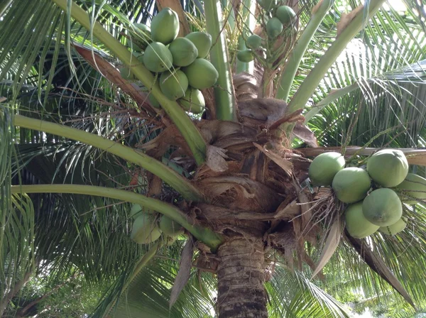 Kokosowe drzewo — Zdjęcie stockowe