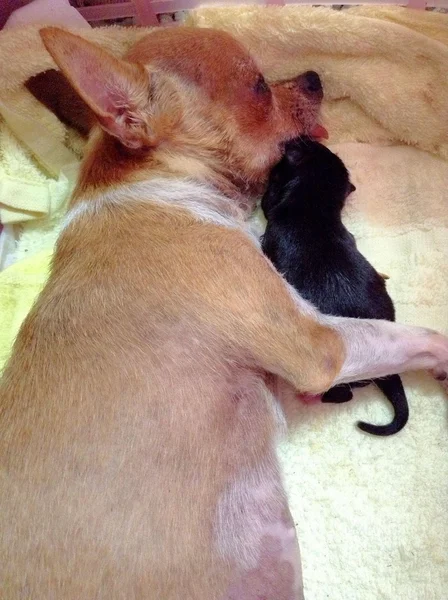Chihuahua ile onun yeni doğan yavru uyku — Stok fotoğraf