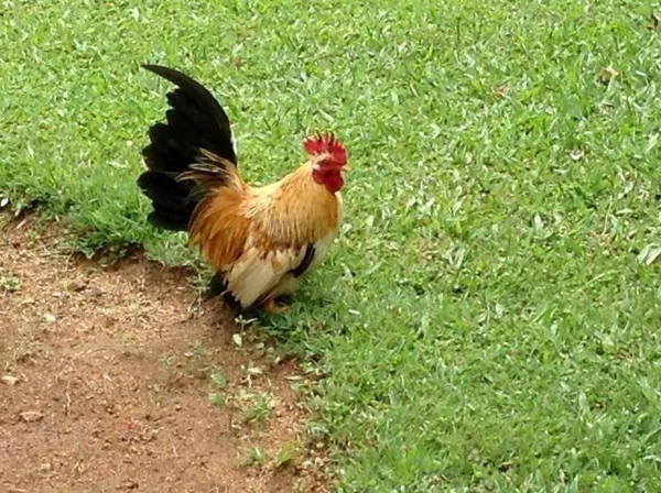 Bantam on green grass — Stock Photo, Image