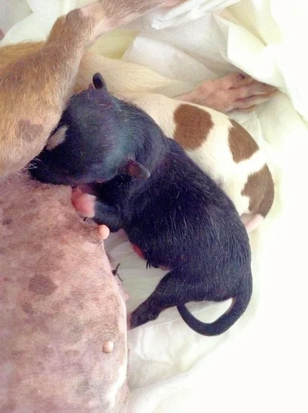 Nieuwe geboren pup chihuahua eten melk voor hun moeder — Stockfoto