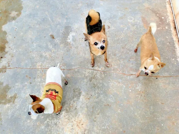 Chihuahuas şirin grup — Stok fotoğraf