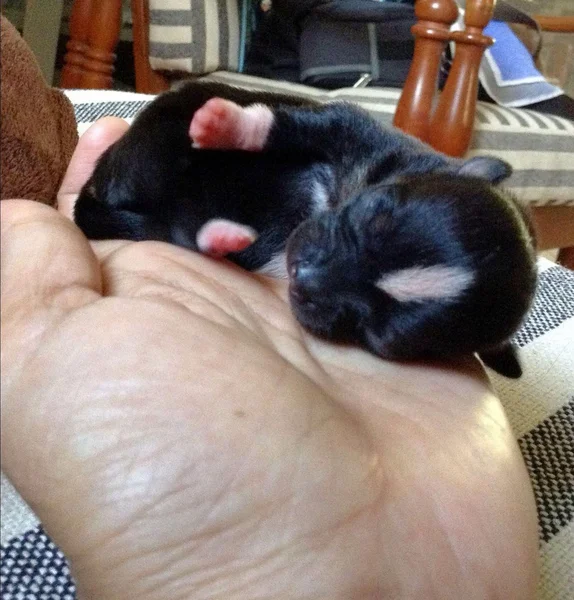 Filhote de cachorro chihuahua dormindo na mão mulher — Fotografia de Stock