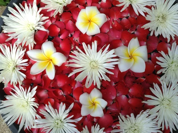 Fleurs pour spa et aromathérapie — Photo
