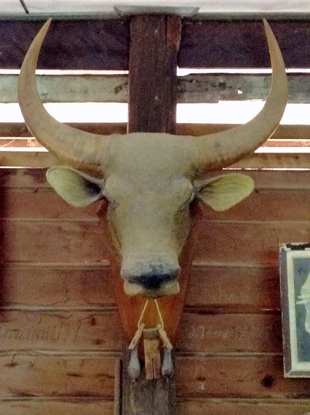 Antyczne głowy buffalo dekoracji na ścianie — Zdjęcie stockowe