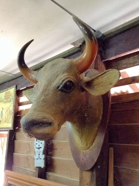 Búfalo cabeça antiga decorar na parede — Fotografia de Stock