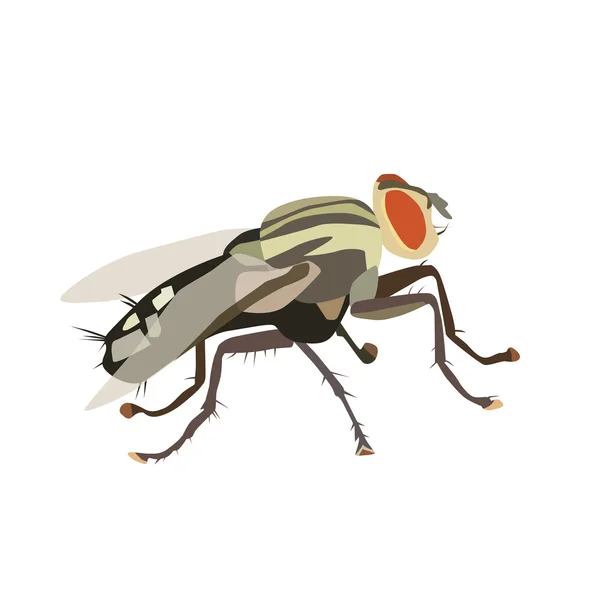 Комнатная муха — стоковый вектор