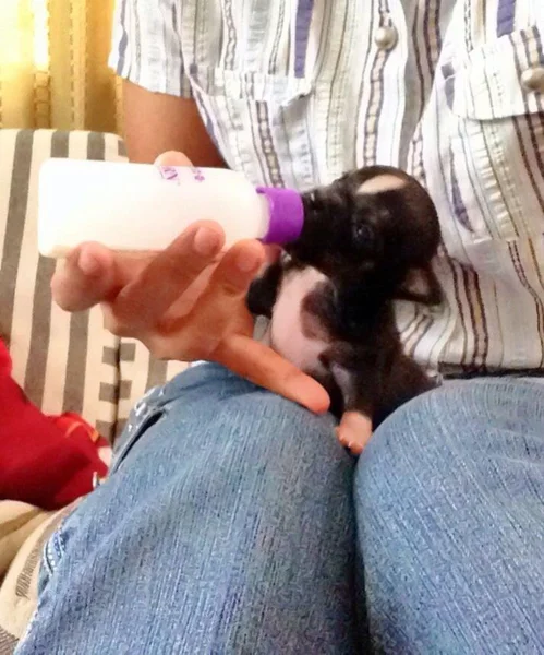 Mujer tailandesa alimentación leche para cachorro chihuahua perro por el uso de la botella de leche . —  Fotos de Stock