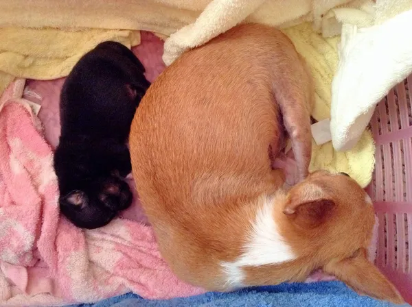 Chihuahua dormindo com seu cachorro — Fotografia de Stock